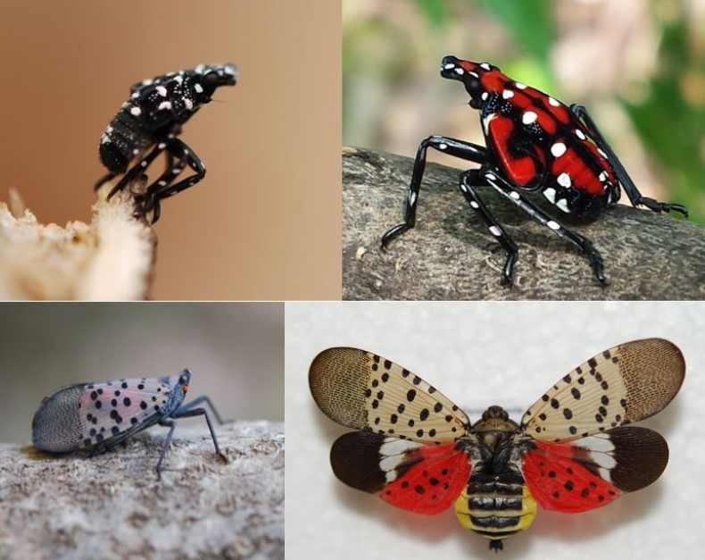 Invasive Species in Ontario | A Layman's Wine Musings